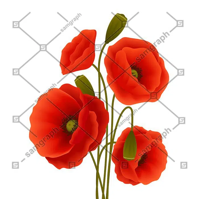 poppy flower poster 1 مجموعه-آبرنگ-گل آرایی-با-رز-مشکی-طلایی