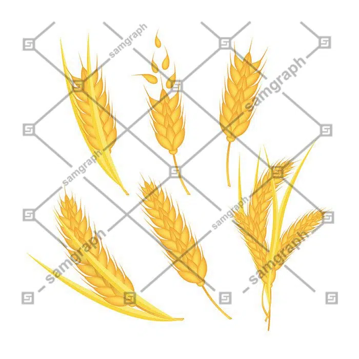 realistic wheat collection 1 مجموعه-گوشه-حاشیه-تصویرسازی-زینتی-قاب-تک رنگ-سبک