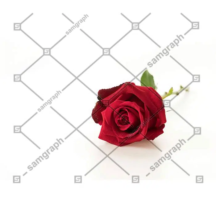 طرح پارچه قرمز تاشده و زمینه لوکس پارچه ساتن 1 red rose 1 رز قرمز