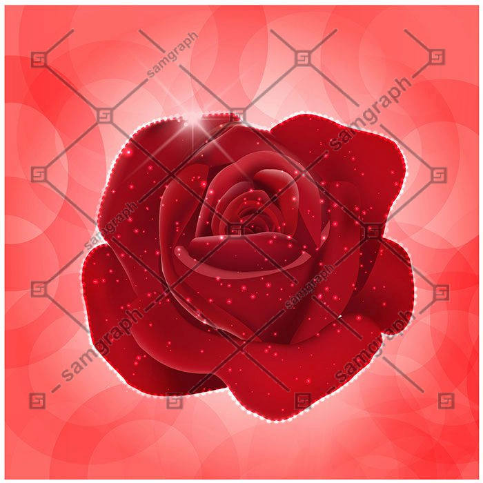 red rose realistic vector illustration 1 گل