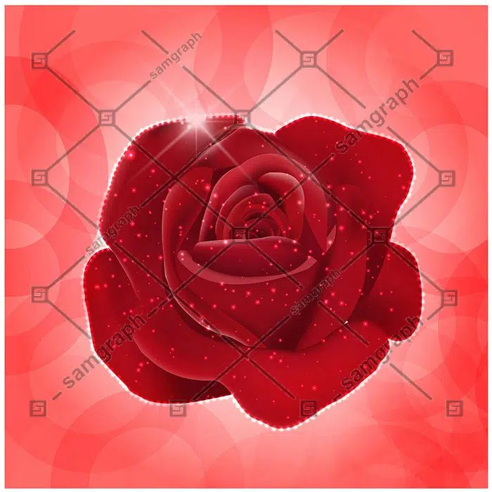 red rose realistic vector illustration 1 مجموعه-گوشه-حاشیه-تصویرسازی-زینتی-قاب-تک رنگ-سبک