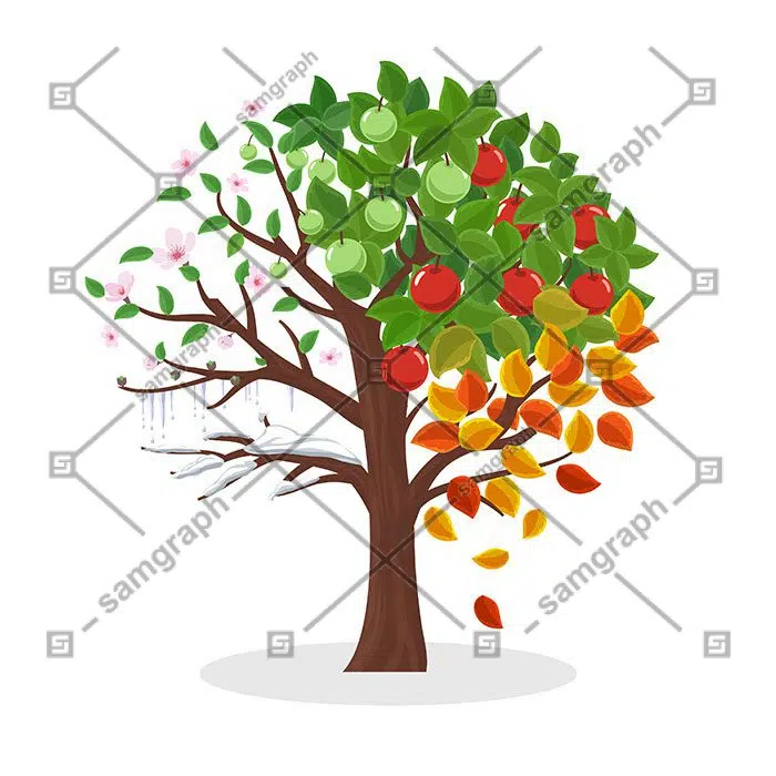 seasons tree spring summer autumn winter leaf plant snow flower vector illustration 1 مجموعه-آبرنگ-گل آرایی-با-رز-مشکی-طلایی