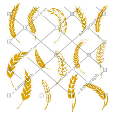 ست و مجموعه وکتور خوشه گندم و بلال