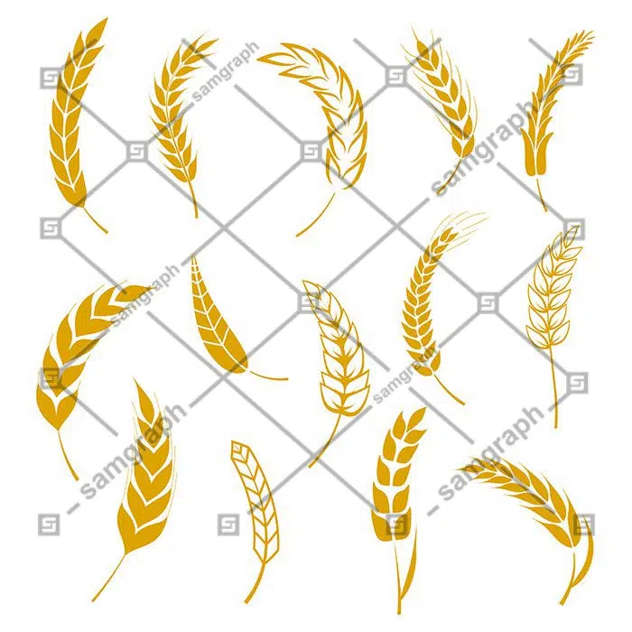 ست و مجموعه وکتور خوشه گندم و بلال 1 set wheats ears 1 مجموعه - گندم - بلال