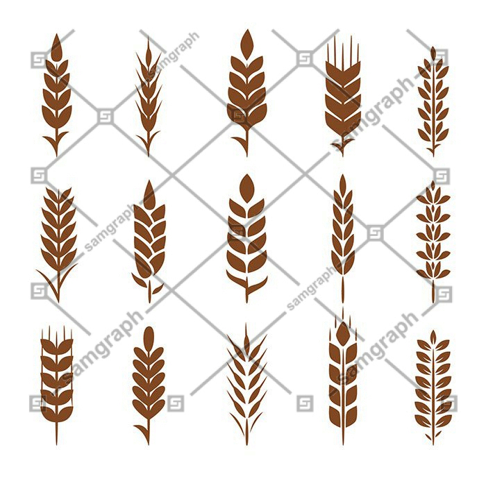 silhouette wheat collection 1 گندم - بلال - مجموعه