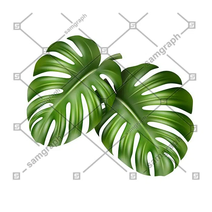 vector big green leaves tropical monstera plant isolated white background 1 وکتور-برگ-سبز-بزرگ-گرمسیری-هیولا-گیاه-ایزوله-زمینه-سفید