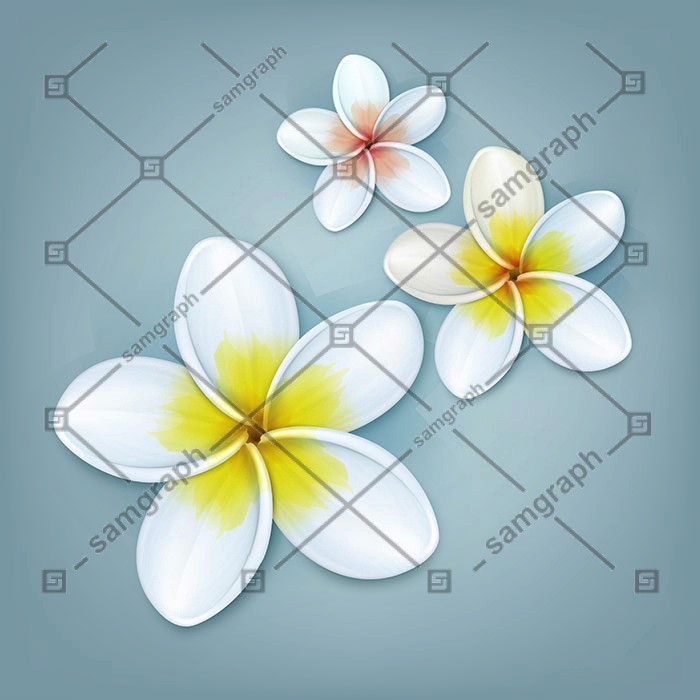 vector tropical plant plumeria frangipani flowers isolated blue background 1