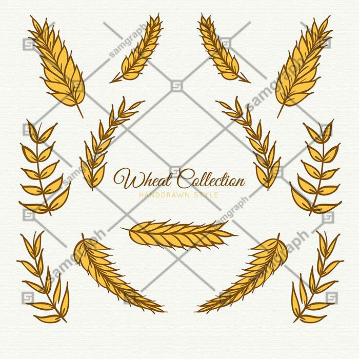 wheat collection hand drawn style 1 کلکسیون گندم به سبک دستی