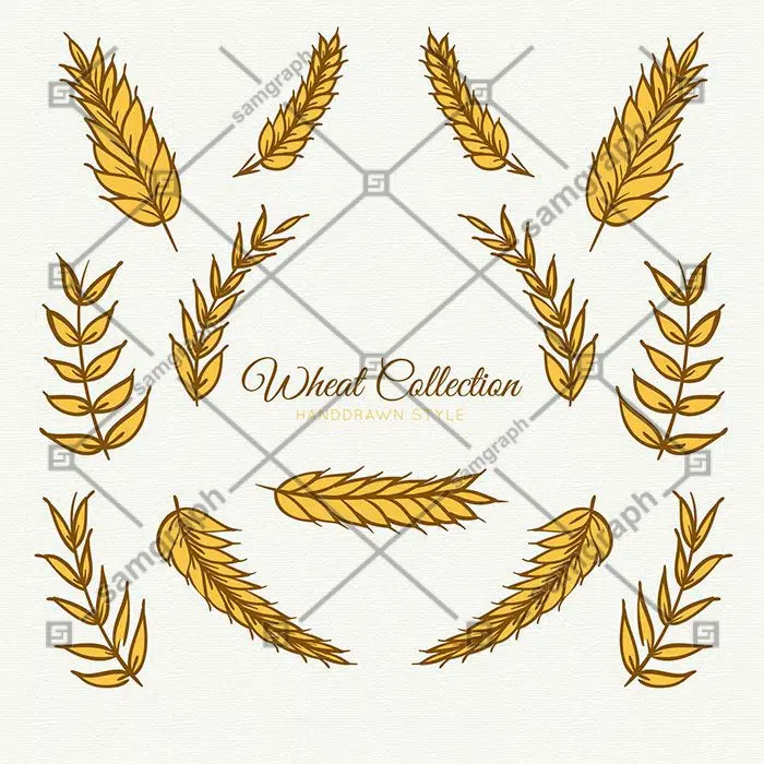 wheat collection hand drawn style 1 گندم - بلال - مجموعه