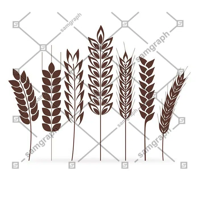 wheat ears collection 1 گندم - بلال - مجموعه