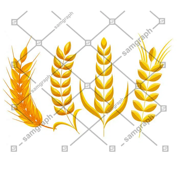 wheat flower icons bright flat yellow sketch 1 1 آیکون‌های گل گندمی-روشن-مسطح-زرد-طرح-