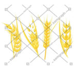مجوعه خوشه گندم طلایی