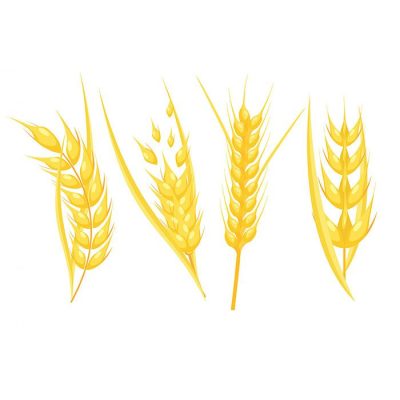wheat flower icons bright golden dynamic design 1 1
