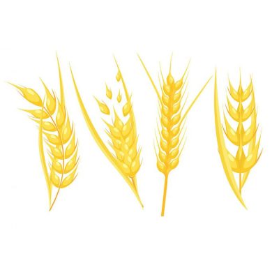 مجوعه خوشه گندم طلایی
