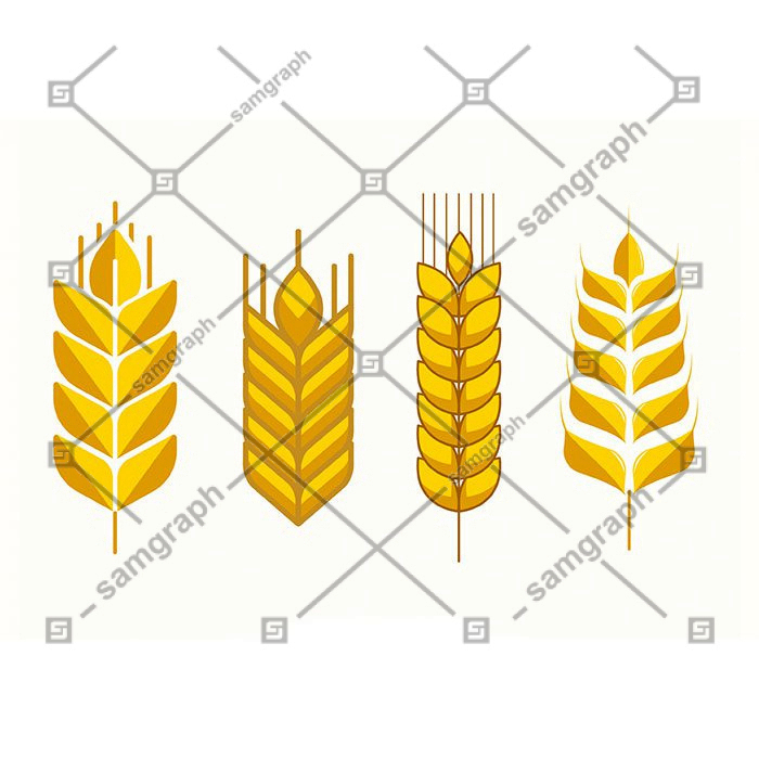 wheat icons golden flat classic symmetric shapes 1 1