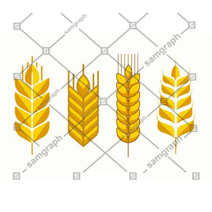 مجوعه خوشه گندم طلایی 1 wheat icons golden flat classic symmetric shapes 1 1 نمادهای گندم - طلایی - مسطح - کلاسیک - شکلهای متقارن -