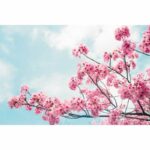 تصویر شکوفه گیلاس (Sakura) با پس‌زمینه آسمان آبی، ایده‌آل برای دکوراسیون آسمان مجازی سقف